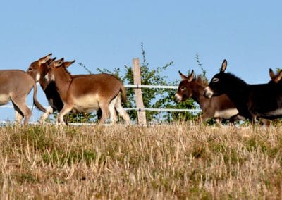 beaugarry-animaux-header